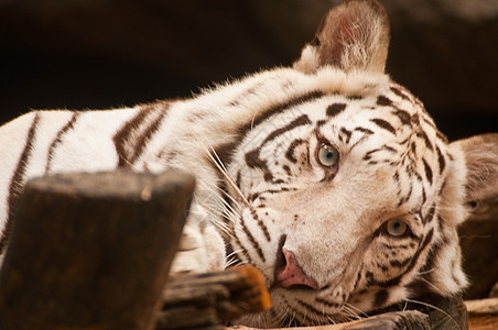 白虎动物哺乳动物危险眼睛耳朵鼻子动物园荒野条纹野生动物图片