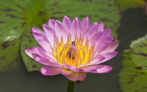 莲花花荷花花瓣花萼风化生物学灌木叶子莲花状花园核桃属图片