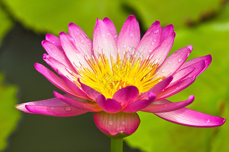 莲花花花瓣软垫叶子情调异国荷花生物学莲花状百合核桃属图片