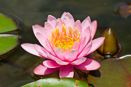 莲花花植物异国莲花状叶子风化植物学核桃属情调花园荷花图片