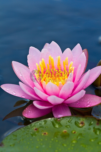 莲花花叶子植物荷花花瓣生物学灌木花园风化情调核桃属图片