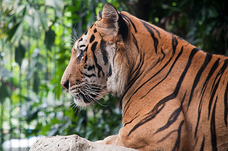 孟加拉虎眼睛野生动物毛皮危险哺乳动物荒野野猫丛林动物猫科图片