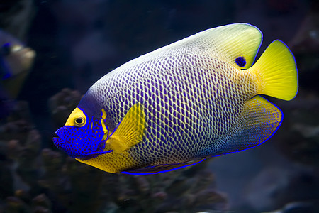 天使鱼三斑黄色富豪热带条纹珊瑚水族馆情调海洋荷花图片