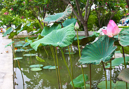 花园里的粉色莲花图片