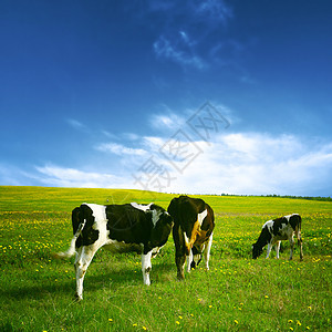 奶牛景观村庄晴天草地蓝色丘陵奶制品牧场风景场地农村图片