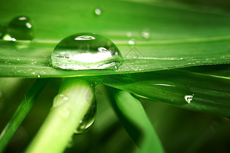 草地上滴水植物叶子刀刃花园反射液体草本植物水滴雨滴气候图片