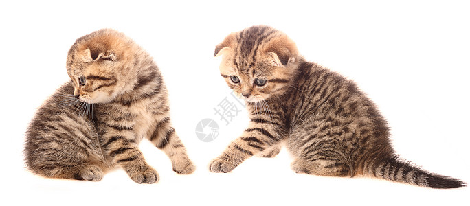 仅位黑色文化宠物动物虎斑鲭鱼折叠小猫猫科图片