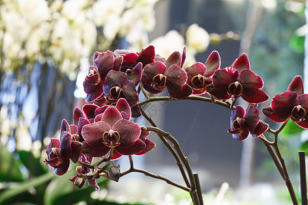 红色长发兰花花束植物群花瓣白色情调美丽植物学花朵紫色热带图片