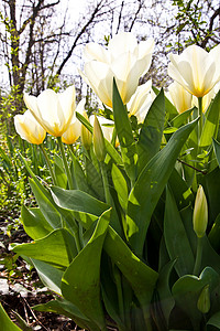 Tulips  雅普根品种花瓣花店季节边界栽培场地阳光公园叶子植物图片