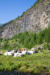 奶牛和意大利阿尔卑斯山牛奶晴天远足山脉石头旅游风景草地岩石高山图片