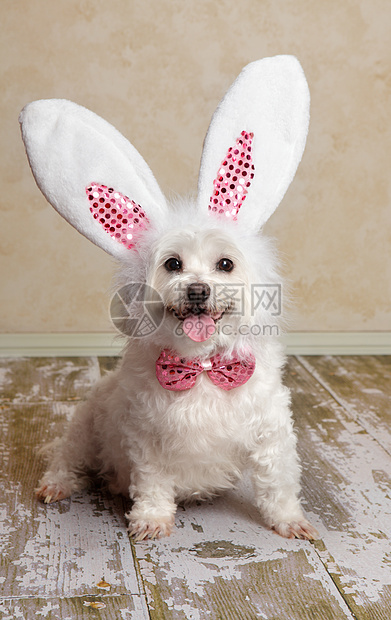 穿着兔子兔耳朵装扮的狗狗图片