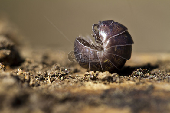 药丸虫骨骼木头漏洞害虫犰狳甲虫生物上行昆虫宏观图片