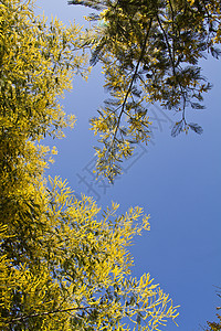 acacia树植物黄色季节脆弱性绿色美丽图片