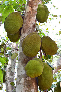 Jackfruit 粗金刚石维生素营养绿色水果食物异国情调健康植物菠萝蜜图片