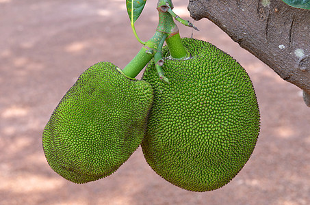 杰克水果异国健康食物维生素植物菠萝蜜绿色情调热带营养图片