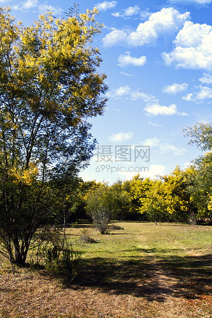 acacia树黄色绿色季节植物脆弱性美丽图片