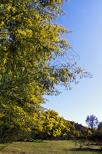 acacia树绿色美丽脆弱性植物季节黄色图片