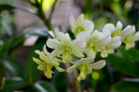 兰花植物群白色活力植物热带石斛脆弱性黄色美丽花瓣图片