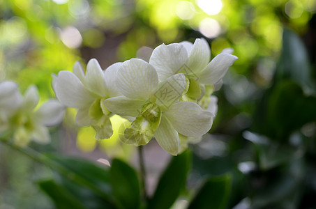 兰花热带白色紫色绿色石斛活力花瓣脆弱性美丽黄色图片