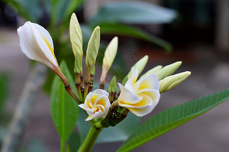 中风白色植物香水热带花园花瓣鸡蛋花黄色植物群香味图片