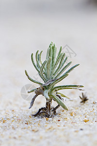 海滩沙丘植物沙漠海岸植物群蓝色宏观植被天空晴天图片