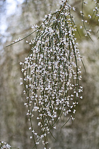 Retama 单光谱新娘白色植物扫帚单子图片