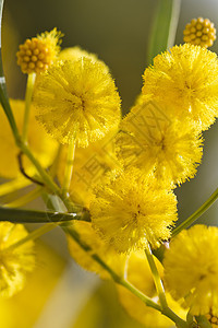 acacia树绿色黄色美丽脆弱性宏观植物季节荆棘圆形花圈图片