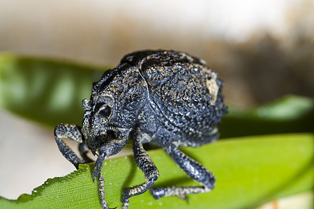 甲虫动物天线眼睛褶皱动物群害虫短尾黑色损害昆虫学背景图片