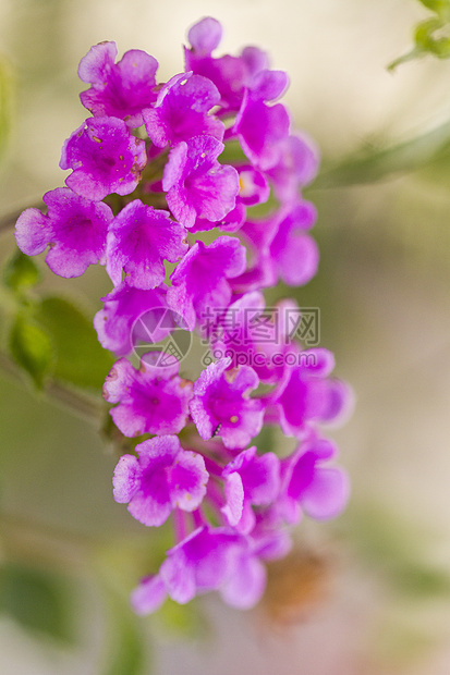 兰塔纳卡马拉粉色美丽植物紫色花园季节野生动物植物学植物群叶子图片