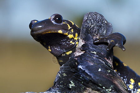 烈火烧灼者动物黑色动物群黄色蝾螈森林捕食者野生动物尾目尾巴图片