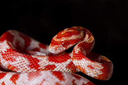 红玉米蛇滴答红色爬虫橙子宠物野生动物生物危险脊椎动物情调图片