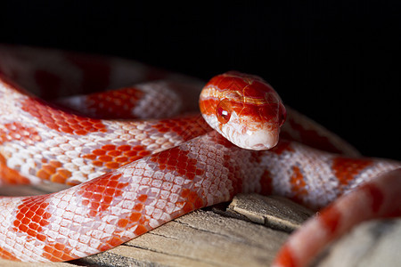 红玉米蛇滴答危险玉米生物宠物眼睛情调异国野生动物爬虫图片