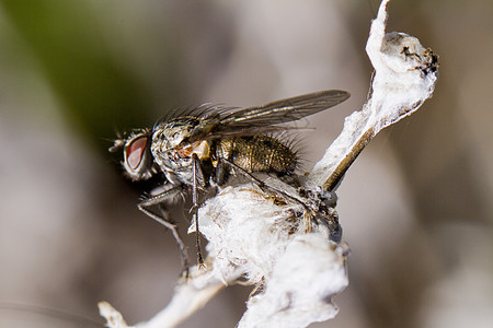 肉苍蝇昆虫学昆虫害虫翅膀眼睛叶子花园宏观图片