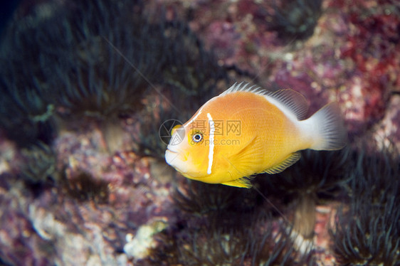 黄鱼异国生物荒野情调热带游泳水族馆野生动物黄色海洋图片