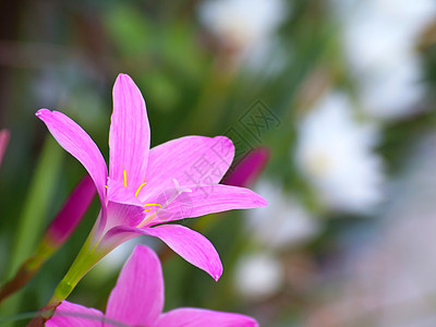 仙仙莉莉花朵花粉生长热带脆弱性花瓣下雨宏观百合花园季节图片