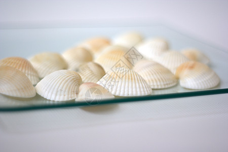 贝壳和扇贝海洋烹饪贝类市场艺术家午餐盘子白色美食营养图片
