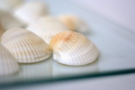 贝壳和扇贝午餐海洋海鲜烹饪市场营养贝类盘子艺术家白色图片