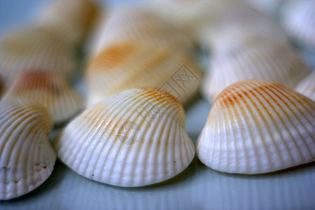 贝壳和扇贝艺术家海鲜贝类盘子餐厅市场美食白色午餐营养图片