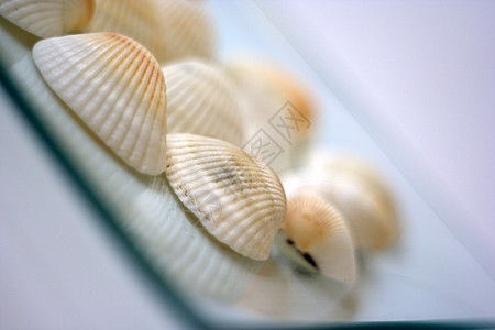 贝壳和扇贝盘子美食海洋海鲜餐厅白色市场艺术家营养午餐图片