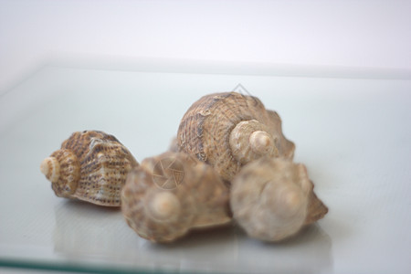 贝壳和扇贝海洋营养艺术家美食市场盘子白色贝类海鲜餐厅图片