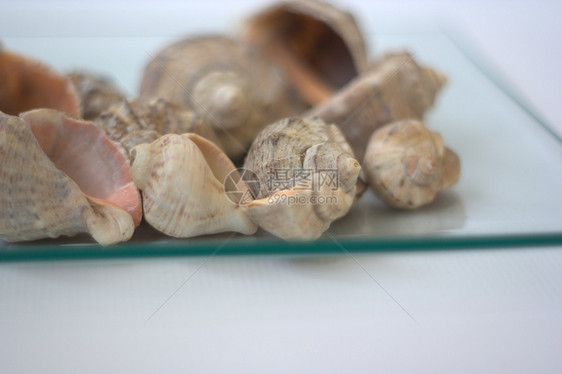 贝壳和扇贝海鲜贝类营养午餐海洋烹饪美食盘子艺术家白色图片
