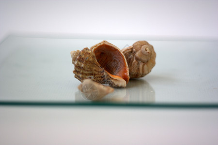 贝壳和扇贝营养海鲜艺术家烹饪贝类市场午餐盘子美食白色图片