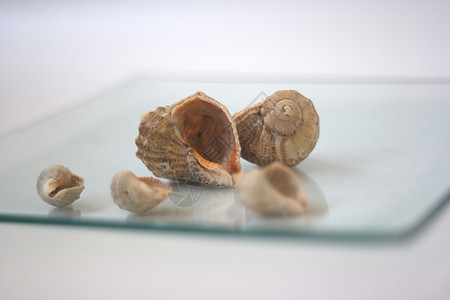 贝壳和扇贝餐厅白色艺术家海鲜营养午餐盘子海洋贝类市场图片