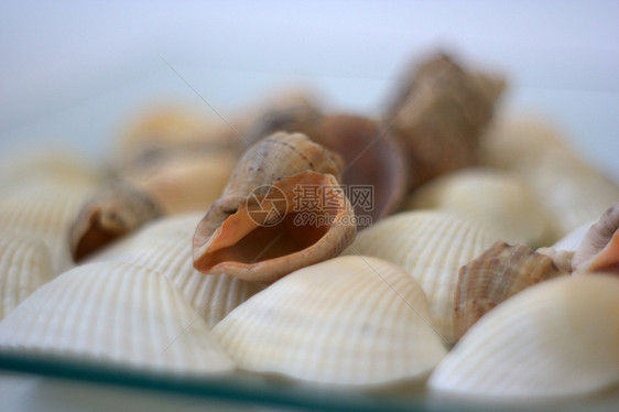 贝壳和扇贝烹饪营养海洋美食盘子海鲜餐厅艺术家贝类午餐图片