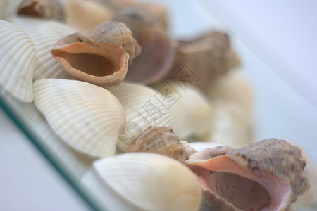 贝壳和扇贝营养贝类艺术家海洋烹饪美食餐厅午餐白色市场图片