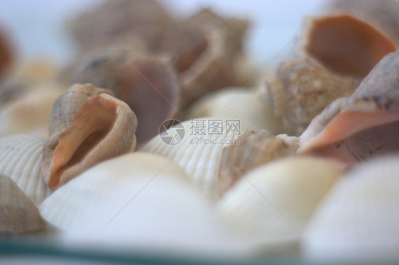 贝壳和扇贝烹饪贝类餐厅艺术家市场营养美食盘子午餐白色图片