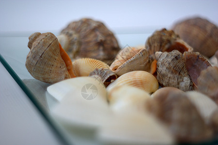 贝壳和扇贝海洋市场贝类艺术家午餐盘子营养烹饪白色海鲜图片