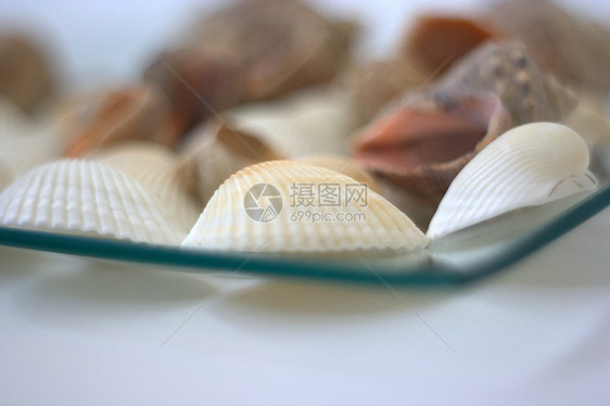 贝壳和扇贝白色美食海洋烹饪市场贝类艺术家餐厅盘子午餐图片