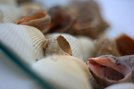 贝壳和扇贝市场白色海洋盘子餐厅美食烹饪艺术家贝类营养图片
