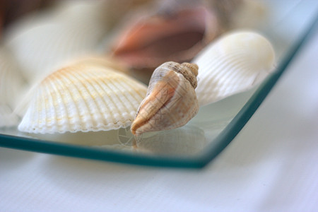 贝壳和扇贝营养美食白色艺术家午餐餐厅烹饪盘子市场海鲜图片